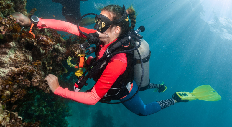 Coral reef restoration efforts in Dominican Republic