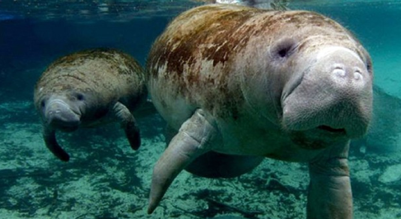 Drones track manatees in Samaná peninsula