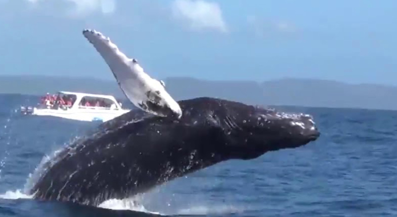 Humpback whales again return to Dominican refuge