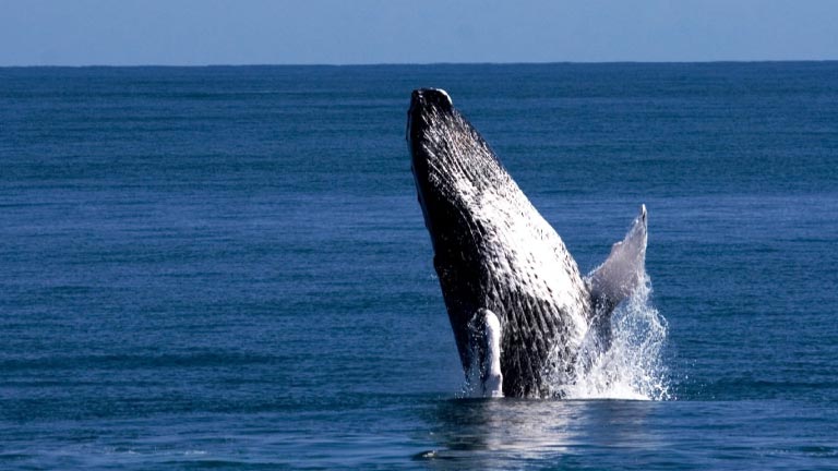 The tenth anniversary of the  “Whale Whisperer 2020” campaign