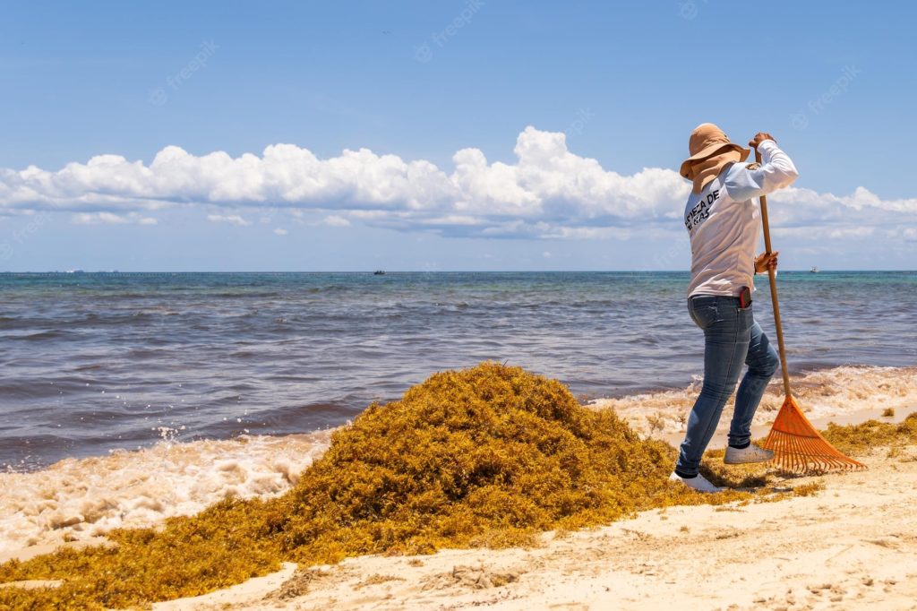 Company seeks to install a plant to process sargassum in the Dominican Republic