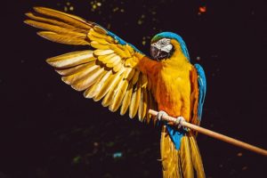 A Drawing AI, «Drawing Varygood-Boy», Which Has Over 2 Million Users in Japan, Will Release Its Image Generation API “Inspinity” and Offer It at the World’s Lowest Price Level in Early November.