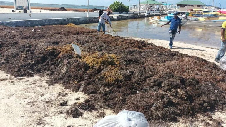 Government performs cleanup operation to remove sargassum from Boca Chica beach