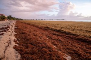 European Union supports the Caribbean with resources to combat sargasso