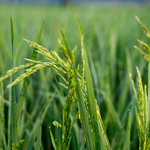 Syngenta Group Reports 9M 2023 Results