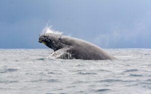 Dominican Republic’s Environment Ministry takes journalists on whale watching trip to raise awareness