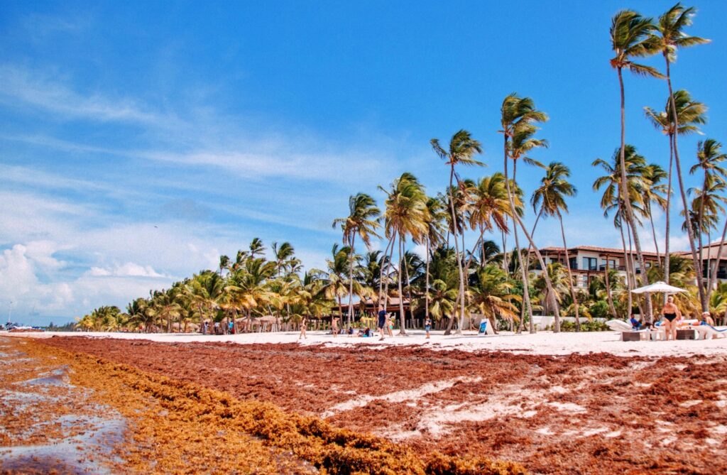 Dominican Republic: Sargassum combat cabinet seeks solutions