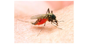 Bio-Gene and Envu Collaborate to Evaluate Flavocide™ for Use in Public and Private Sector Mosquito Management